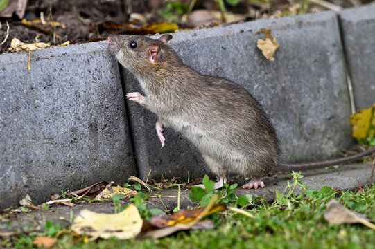 Brown rat in the garden
