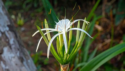 Close Up of a White Spider Lily Flower.