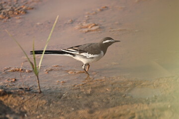 Wagtail