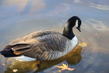 Canada goose relaxing in the river