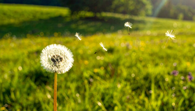 Fluffy dandelion in the grass close-up. Nature