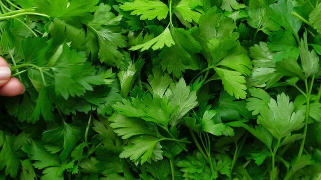 Close up of green parsley background. Fresh parsley leaves backdrop rotating. Organic cultivation. full frame of green parsley leaves spinning in close-up. Ingredients for cooking food. Beauty shot.