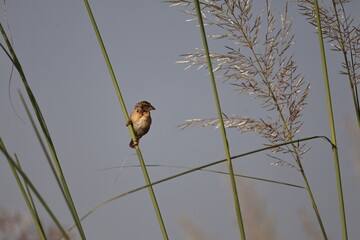 Birds on tree