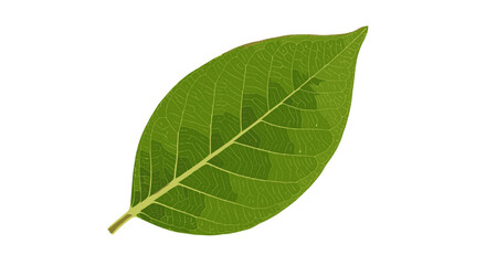 Close-up of a vibrant green leaf with intricate vein patterns, isolated on a clean white background, showcasing the delicate beauty and natural symmetry of plant life, perfect for environmental and