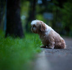 shih tzu dog sits on the road in a park in summer