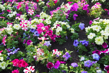 Fototapeta premium Petunia is a genus of herbaceous or semi-shrub perennial plants of the Solanaceae family. An ornamental variety grown as an annual, Petunia hybrida, or Petunia garden. White and pink striped flowers.