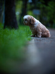 shih tzu dog sits on the road in a park in summer
