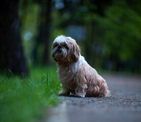 shih tzu dog sits on the road in a park in summer
