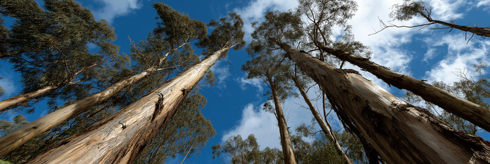An upward view of majestic eucalyptus trees reaching towards a bright blue sky, reflecting the grandeur of nature and the peacefulness of the outdoors during a sunny day.