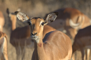Female Impala (Aepyceros melampus). Taken in Kruger National Park, South Africa.