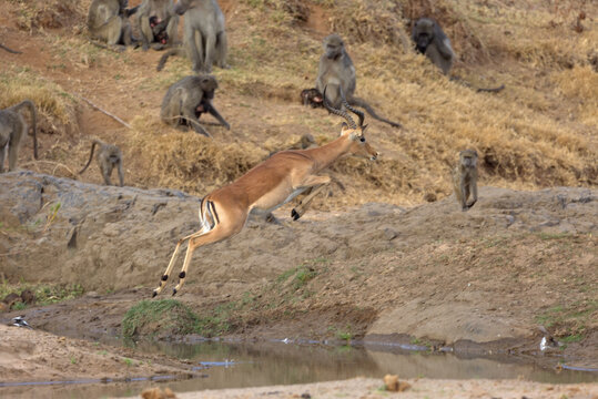 Male Impala (Aepyceros melampus) jumping over a stream. Taken in Kruger National Park, South Africa.
