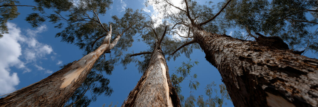 Gaze upwards to admire the towering eucalyptus trees reaching for the sky, showcasing nature's grandeur and beauty in an open and vibrant woodland setting.