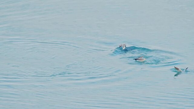 A peaceful, close up shot of the calm, blue waters of a lake or fjord in Iceland, with a couple of birds or ducks swimming gracefully.