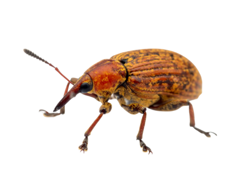 A close-up of a brown and red beetle with long proboscis, isolated on black background, detailed with visible segments
