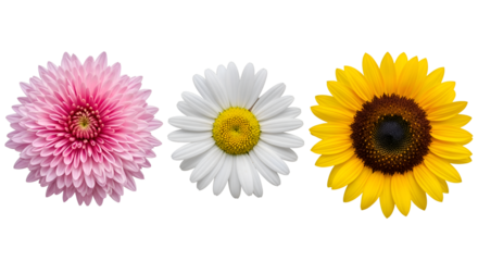 Pink Chrysanthemum White Daisy Yellow Sunflower Trio Black Background floral