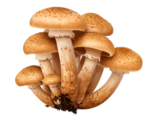 A cluster of brown, spotted mushrooms with long, pale stems against a black background