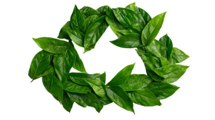 Creative leaf arrangement in recycling symbol shape on black background