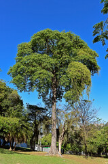 Fototapeta premium Big tree on Quinta da Boa Vista, public park in Rio de Janeiro, Brazil