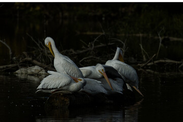 White American pelican