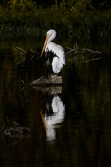 White American pelican