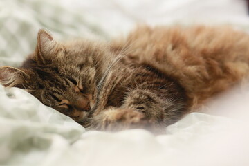 A fluffy cat sleeping peacefully on a soft bed, captured in warm, gentle light.