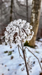 Large umbrella inflorescences of Heracleum, known colloquially as hogweed, covered with frost on the background of a snowy forest.