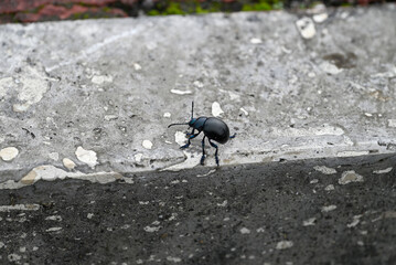 Big black beetle walking on street. Details of Timarcha tenebricosa walking a street in italy, tuscany. The street is red and gray.