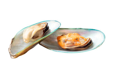 Front view of two cooked or steamed green mussels in stack isolated with clipping path in png file format