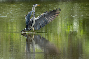 Héron cendré, Ardea cinerea, Grey Heron