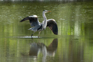 Héron cendré, Ardea cinerea, Grey Heron