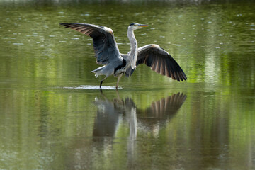Héron cendré, Ardea cinerea, Grey Heron