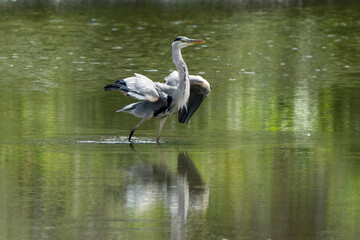 Héron cendré, Ardea cinerea, Grey Heron