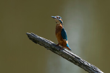 Martin pêcheur d'Europe,Alcedo atthis, Common Kingfisher