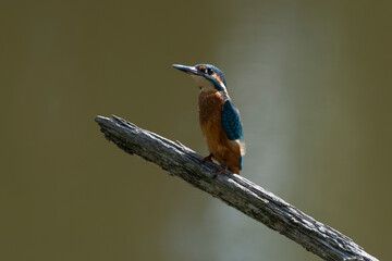 Martin pêcheur d'Europe,Alcedo atthis, Common Kingfisher