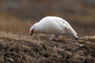 Lagopède alpin, mâle,Lagopus muta, Rock Ptarmigan