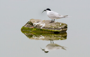 Sterne caugek, poisson, Thalasseus sandvicensis, Sandwich Tern,