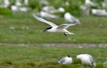 Sterne caugek,Thalasseus sandvicensis, Sandwich Tern, nid, colonie