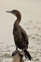 Birds of SL