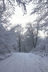 Fototapeta premium Waldweg im Winter