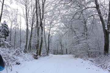 Waldweg im Winter