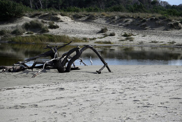 Little egret at the Torre del Lago dead river. Egretta garzetta at the Torre del Lago dead river. Lucca, italy. 