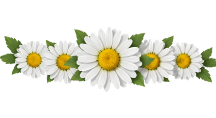 A row of white daisies with green leaves isolated on transparent background