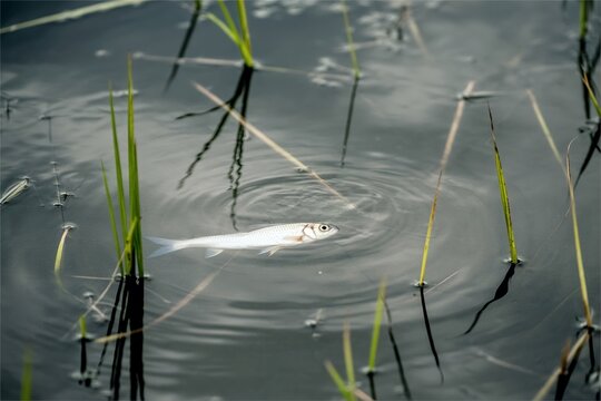 dead fish float on dark river water. Environment contamination