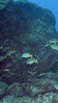 A vibrant collection of diverse fish swim near underwater rock formations off the coast of Kona, Hawaii. The sunlight filters through the water as they move in slow motion.