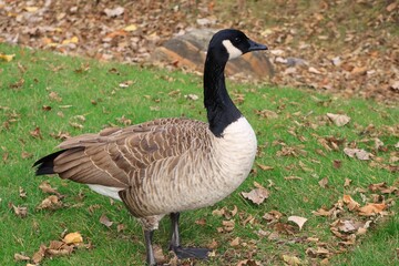 Canada Goose in Autumn