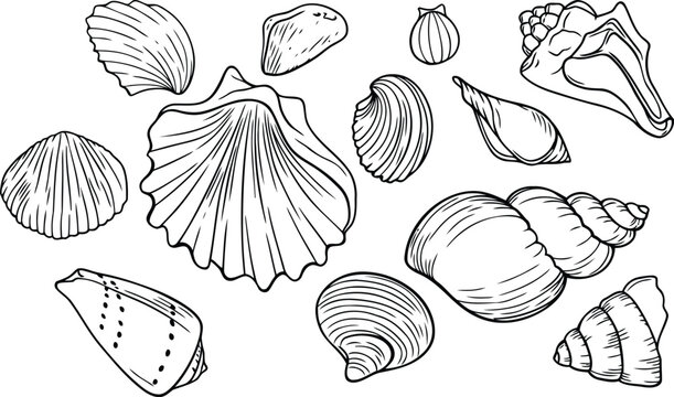 Elegant seashell outlines offer a classic coastal vibe for invitations, stationery, or branding projects evoking summer beach vibes, nautical themes, and ocean serenity