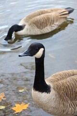 Canada goose relaxing in the river