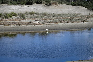 Little egret at the Torre del Lago dead river. Egretta garzetta at the Torre del Lago dead river. Lucca, italy. 