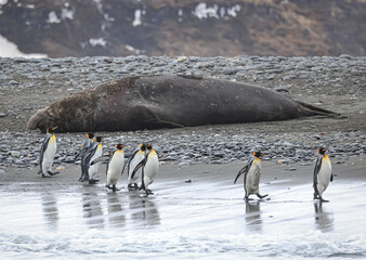 Marching King Penguins (Aptenodytes patagonicus), Salisbury Plain, South Georgia	