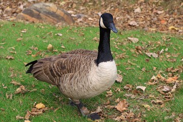 Canada Goose in Autumn